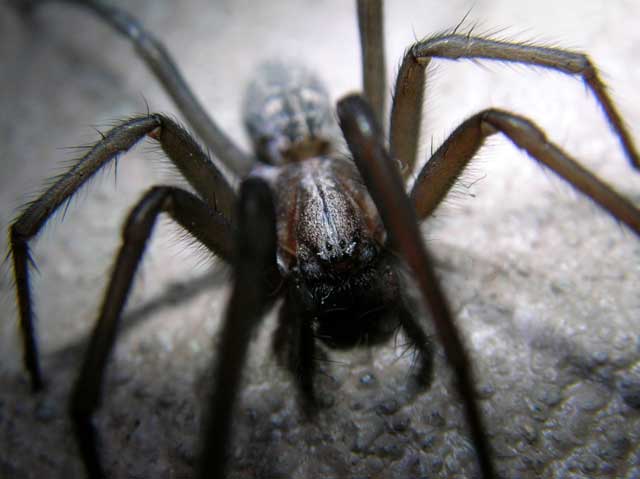 spider spider