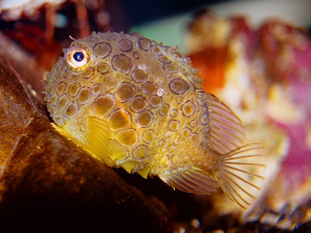 spiny_lumpsucker spiny lumpsucker