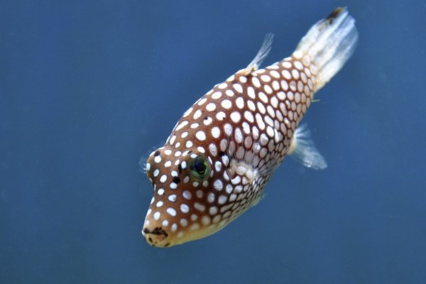 spotted puffer