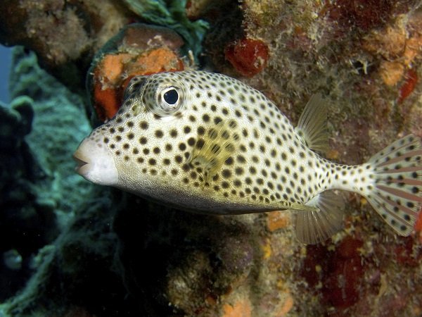 Spotted Trunkfish