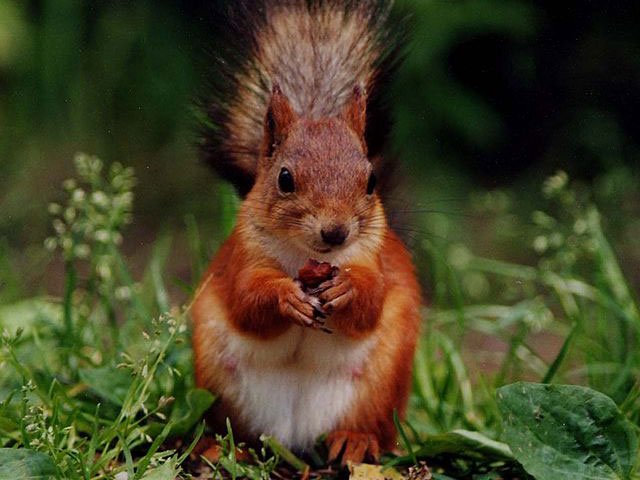 red squirrel red squirrel