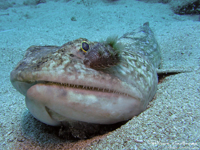 strange_fish_synodus_synodus_philippe_guillaume synodus synodus