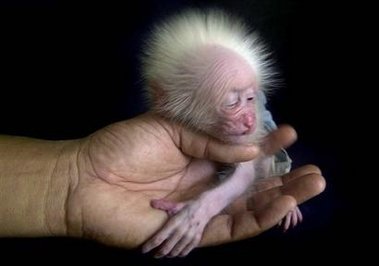 stump_tailed_macaque baby stump tailed macaque