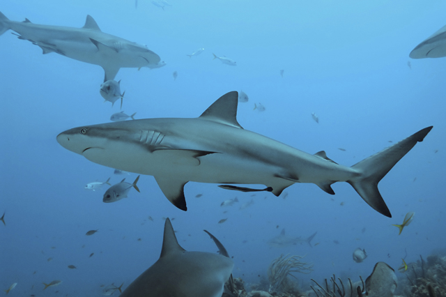 swimming sharks swimming, sharks