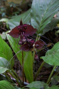 tacca_chantrieri_reginald_hulhoven tacca chantrieri, Black Bat Flower