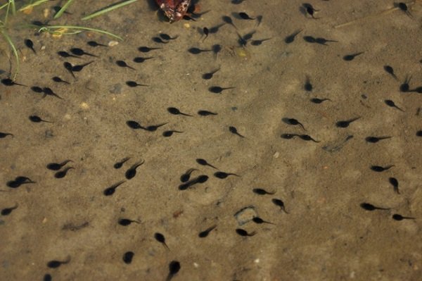 Tadpoles Tadpoles