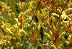 tall_kangaroo_paw Tall Kangaroo Paw plant