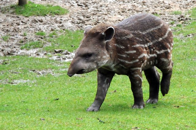 tapir_frank_wouters baby tapir
