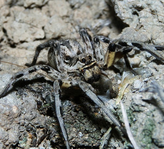 Tarantula wolf spider Tarantula wolf spider, Lycosa tarantula