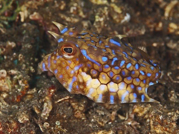 thornback cowfish