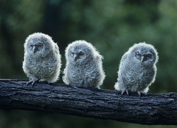 Three Owlets on a Branch