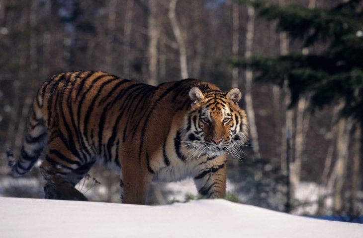 tiger siberian tiger