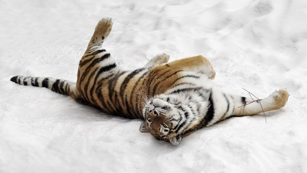 Amur Tiger (