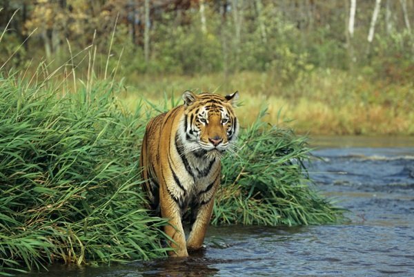 Bengal tiger (Panthera tigris tigris)