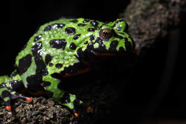 toad toad