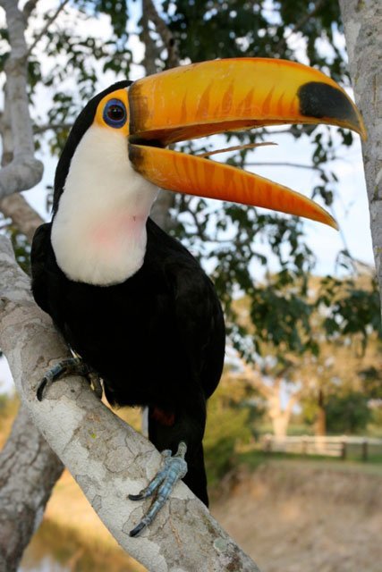 toco_toucan_orange Toco Toucan, Ramphastos toco, orange, bird, beak, tree