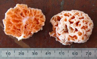Spongebob SquarePants the mushroom spongiforma squarepantisii