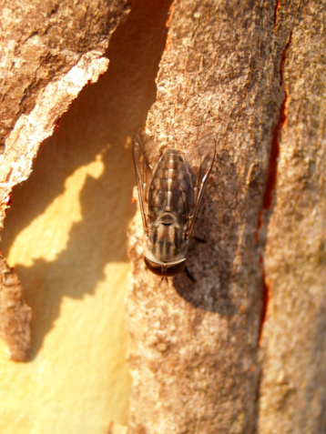 African cicade African cicade