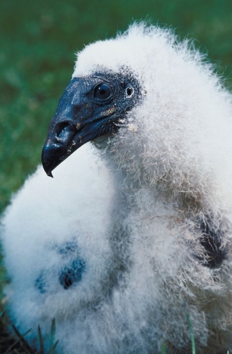 turkey_vulture baby turkey vulture