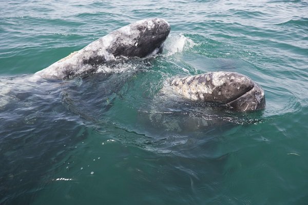 two gray whales
