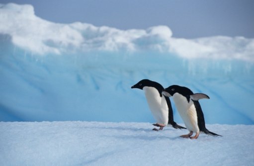 two_adelie_penguin_ice adelie penguins ice