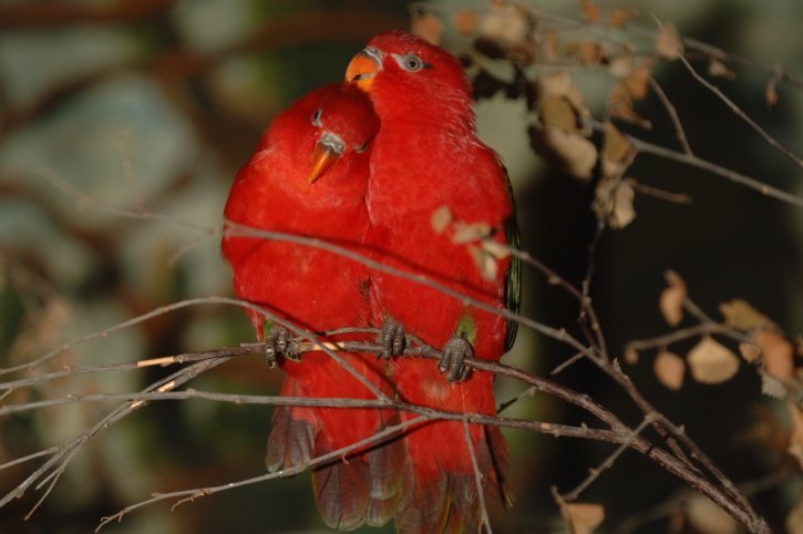 lovebirds agapornis fischeri lovebirds agapornis fischeri