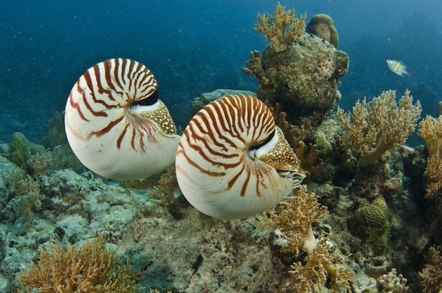two nautilus swimming over a coral reef two nautilus swimming coral reef