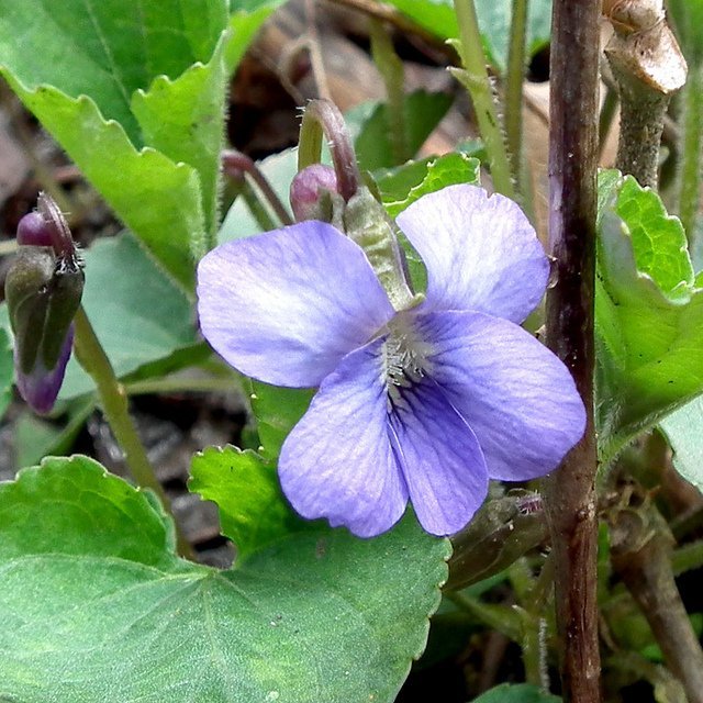 viola_sororia_j_c_lucier viola sororia, woolly blue violet, common blue violet
