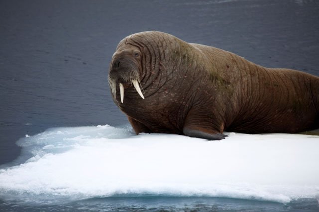 walrus walrus ice floe