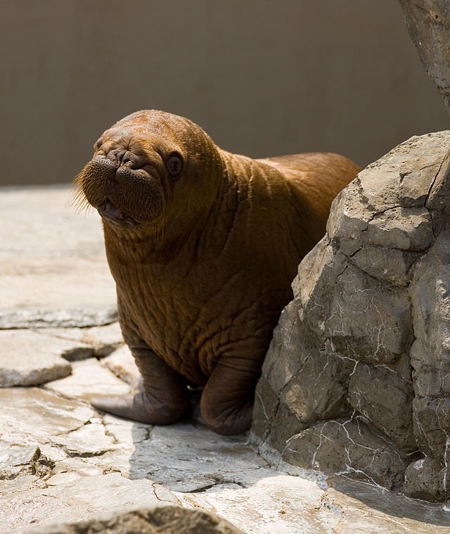 walrus_max_smith baby walrus
