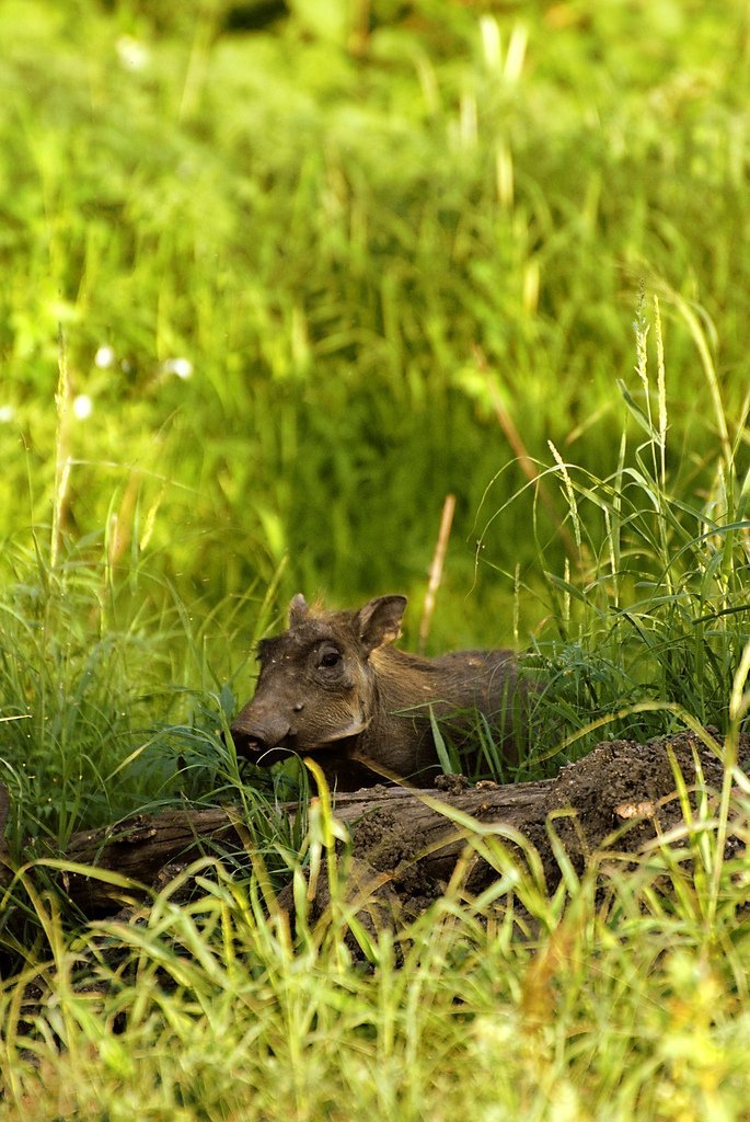 warthog_mediatejack_ jacky_w Baby Warthog
