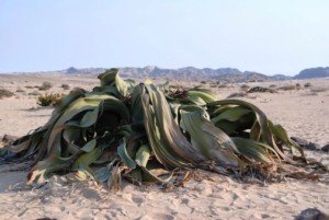 welwitschia_mirabilis welwitschia mirabilis
