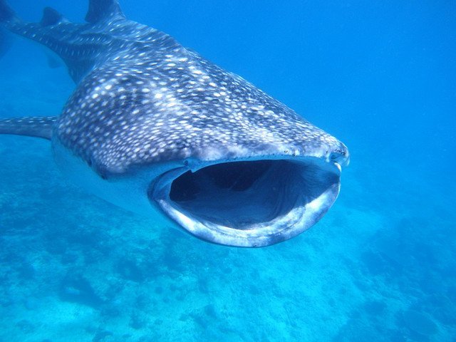 Whale Shark Whale Shark, Rhincodon typus
