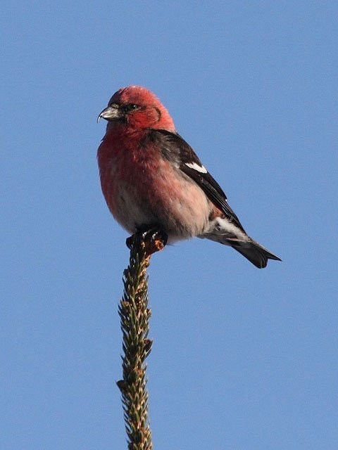 white_winged_crossbill_male_dominic_sherony white winged crossbill, two-barred crossbill