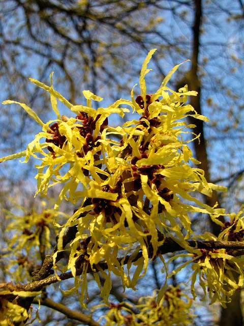 witch_hazel_hamamelis_london_looks Witch Hazel, hamamelis