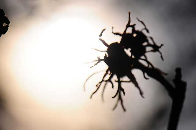witch_hazel_silhouette_hamamelis_belgianchocolate Witch Hazel, silhouette, hamamelis