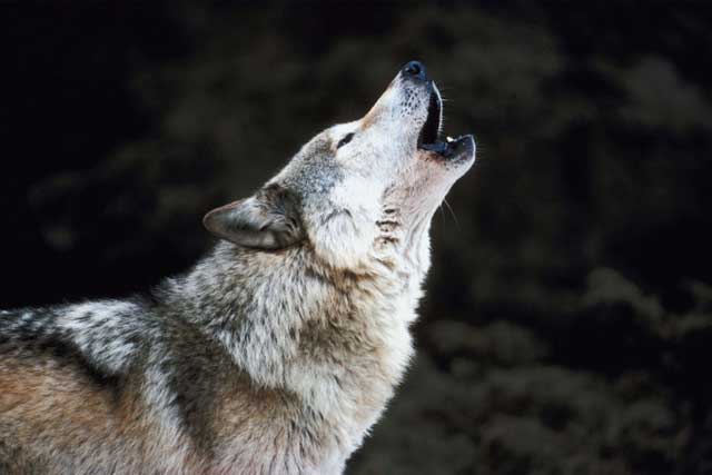 wolf wolf