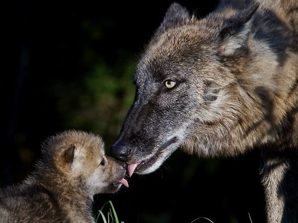 wolf dad and cub