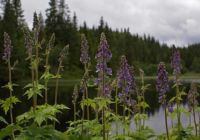 wolfsbane_aconitum_lycoctonum_randi_hausken Wolfsbane, aconitum lycoctonum