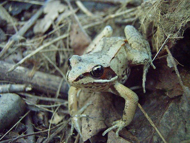 wood_frog_ontley wood frog
