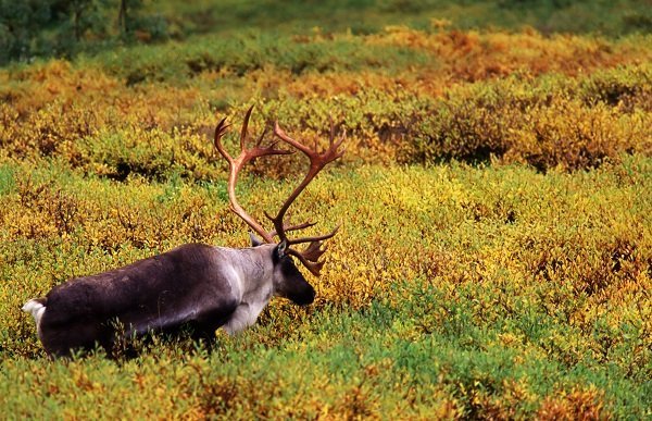 woodland caribou