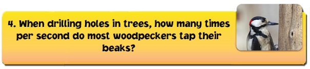 woodpecker-1