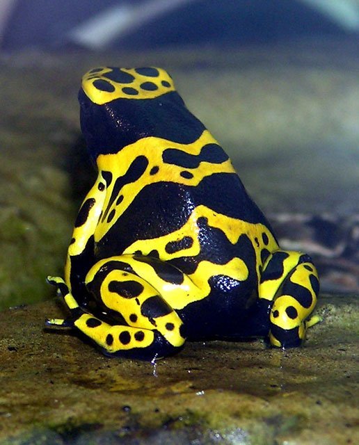 yellow_banded_poison_dart_frog_yellow Yellow Banded Poison Dart Frog, yellow, black, frog, spots, Dendrobates leucomelas