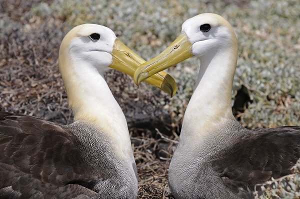 Albatross
