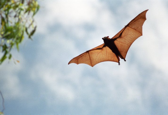 bat flying sky
