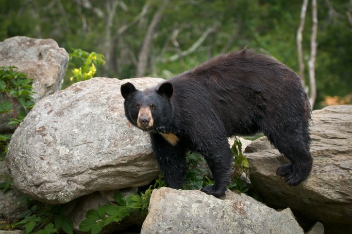 black bear
