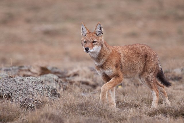 Ethiopian Wolf