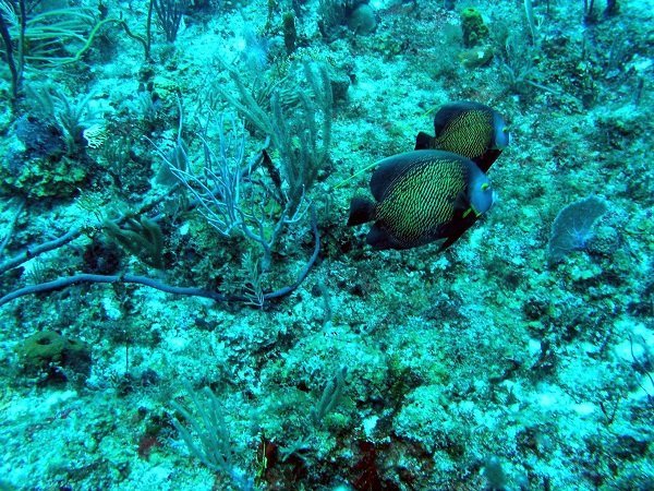 French angelfish