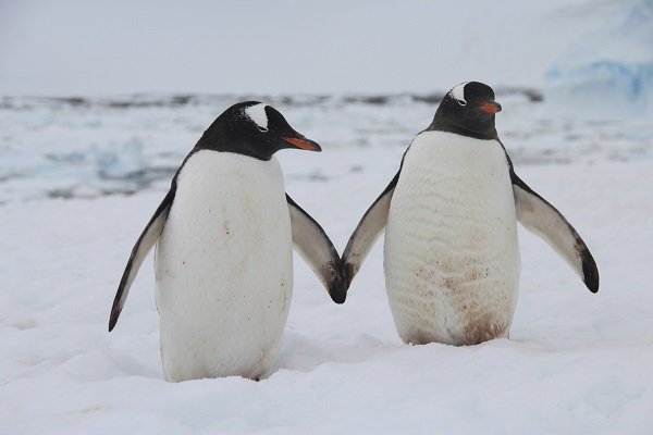 Gentoo penguins