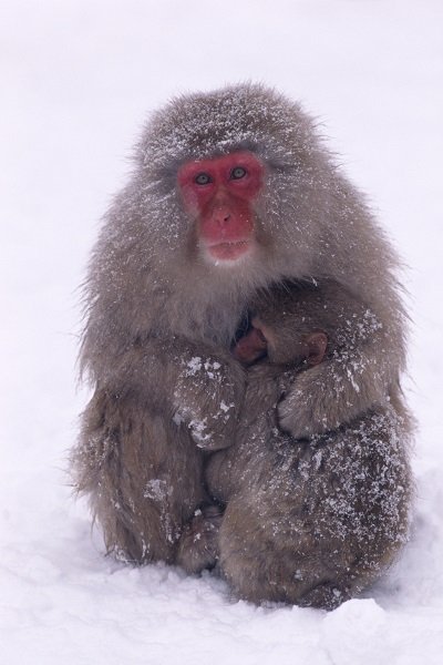 Japanese Macaque with baby